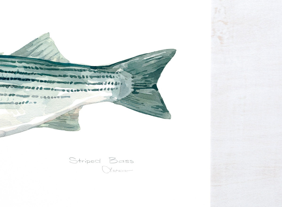 Striped Bass Print