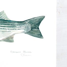 Striped Bass Print