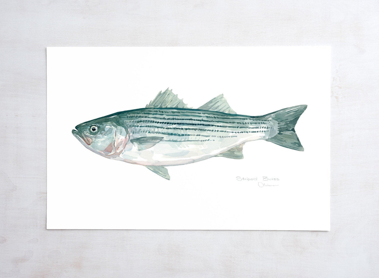 Striped Bass Print