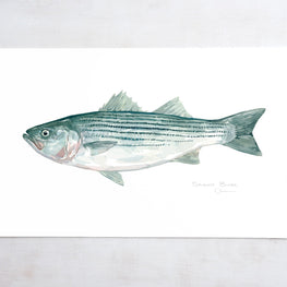 Striped Bass Print