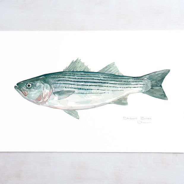 Striped Bass Print