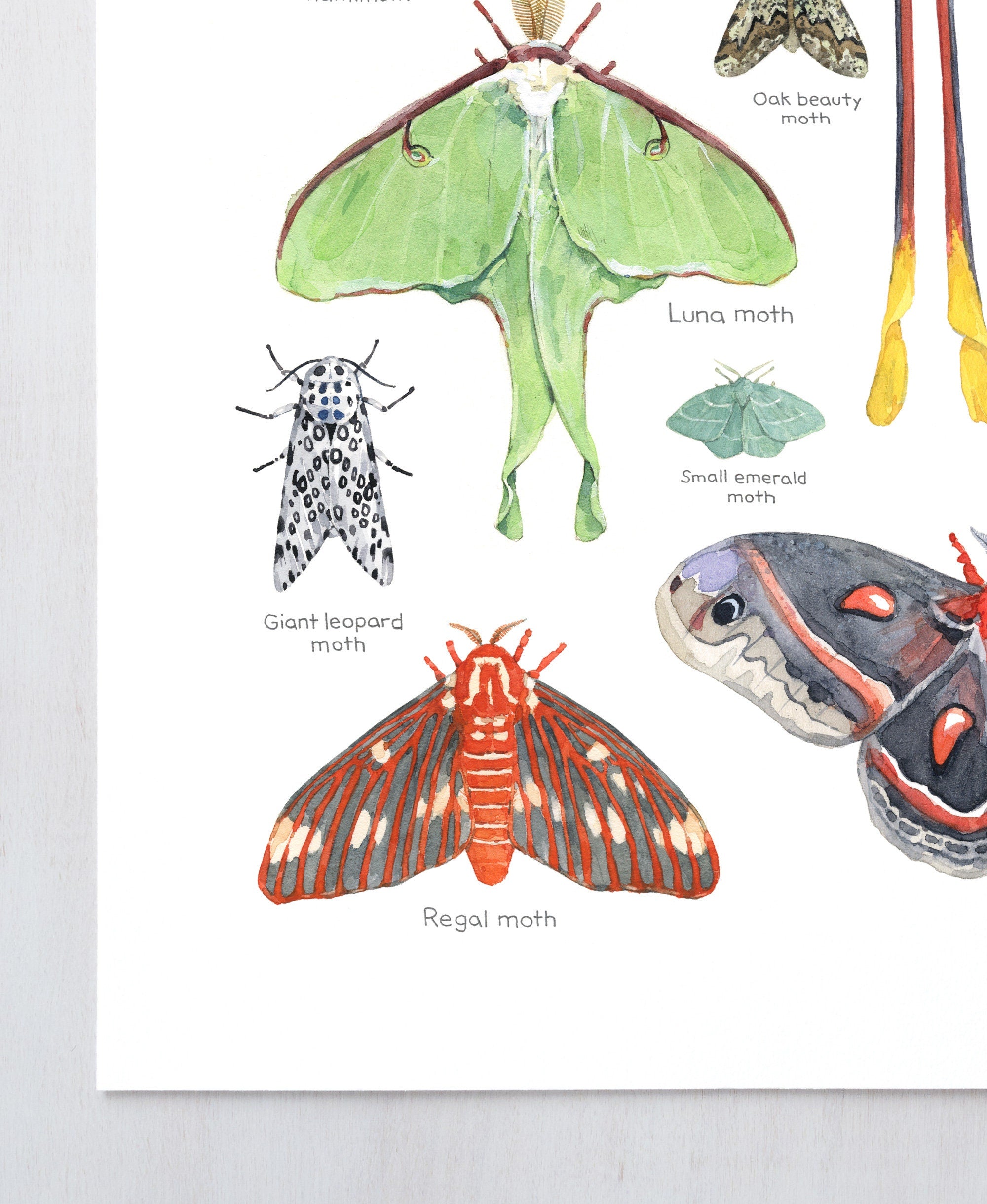 Moth Chart Print