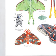Moth Chart Print