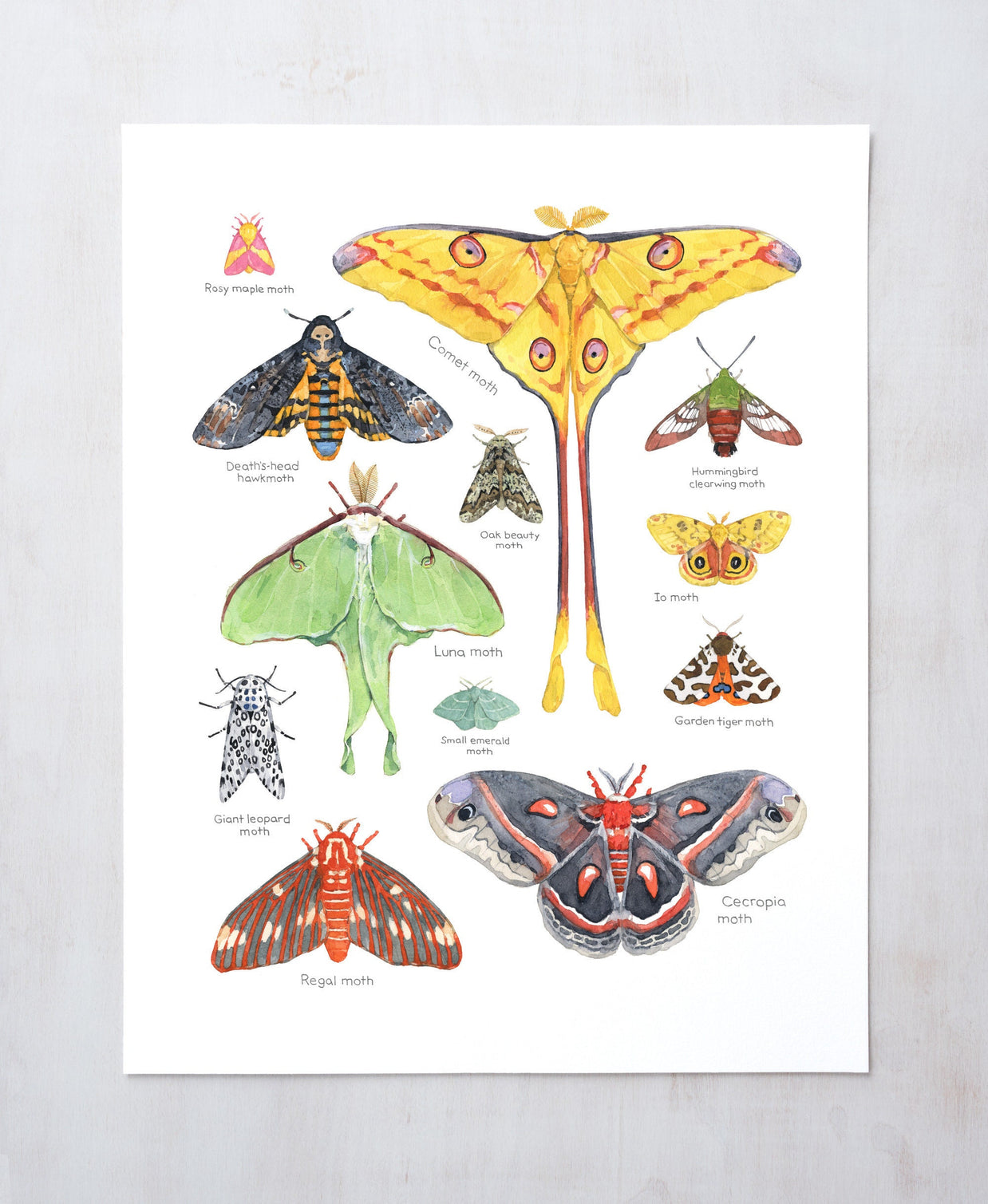 Moth Chart Print