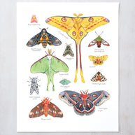 Moth Chart Print