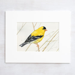 Goldfinch on Branch Print