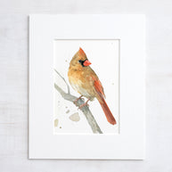 Female Cardinal on Branch Print