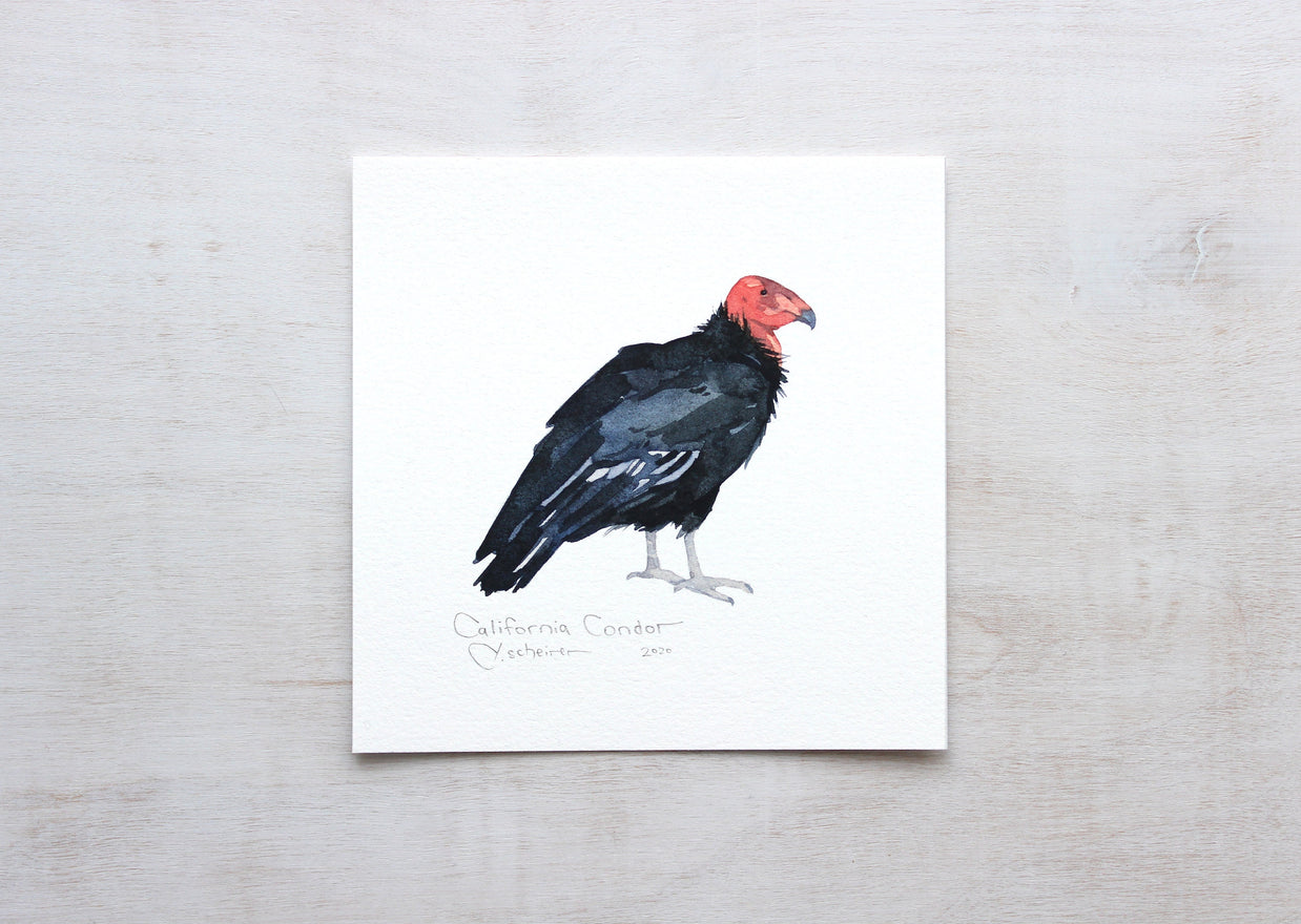 California Condor Print