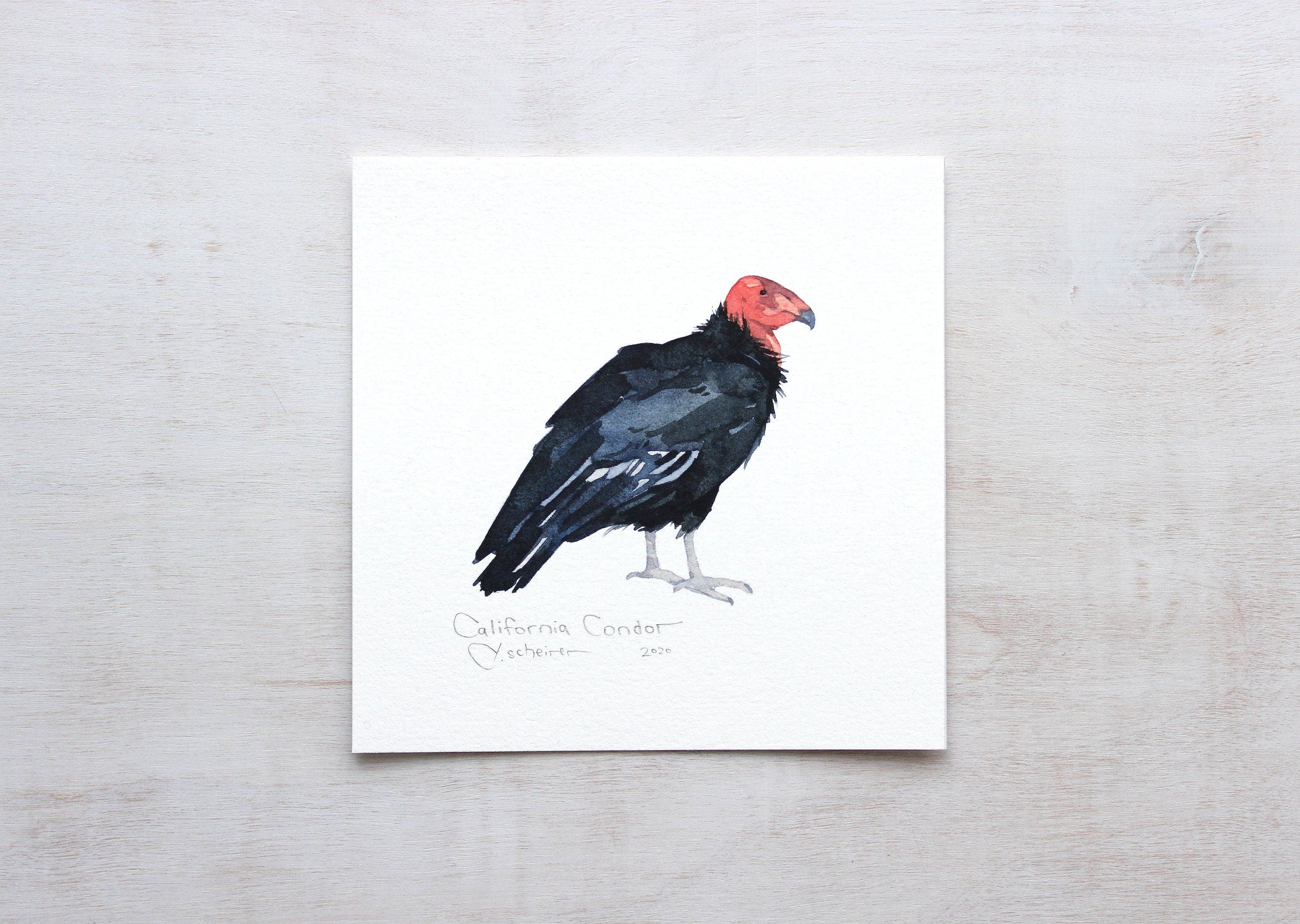 California Condor Print