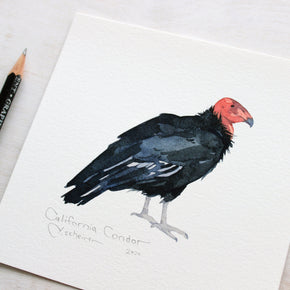 California Condor Print