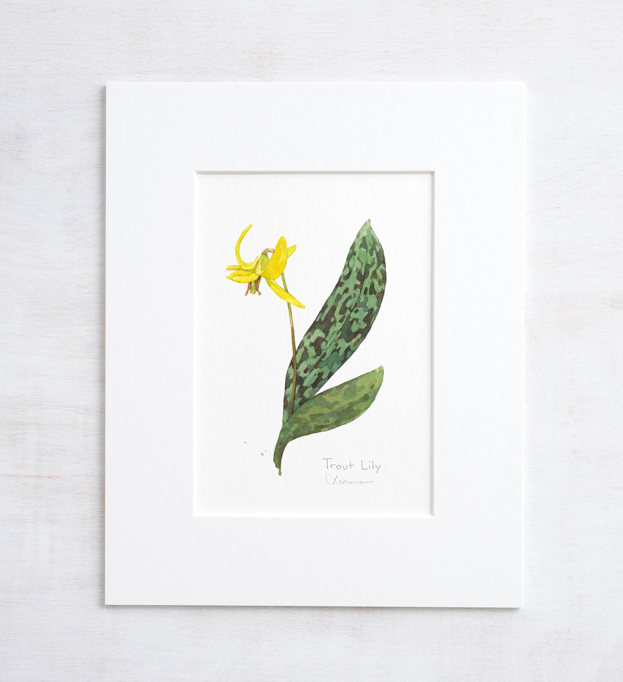 Trout Lily Print