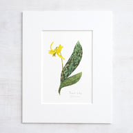 Trout Lily Print