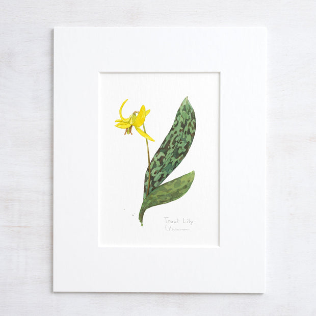 Trout Lily Print