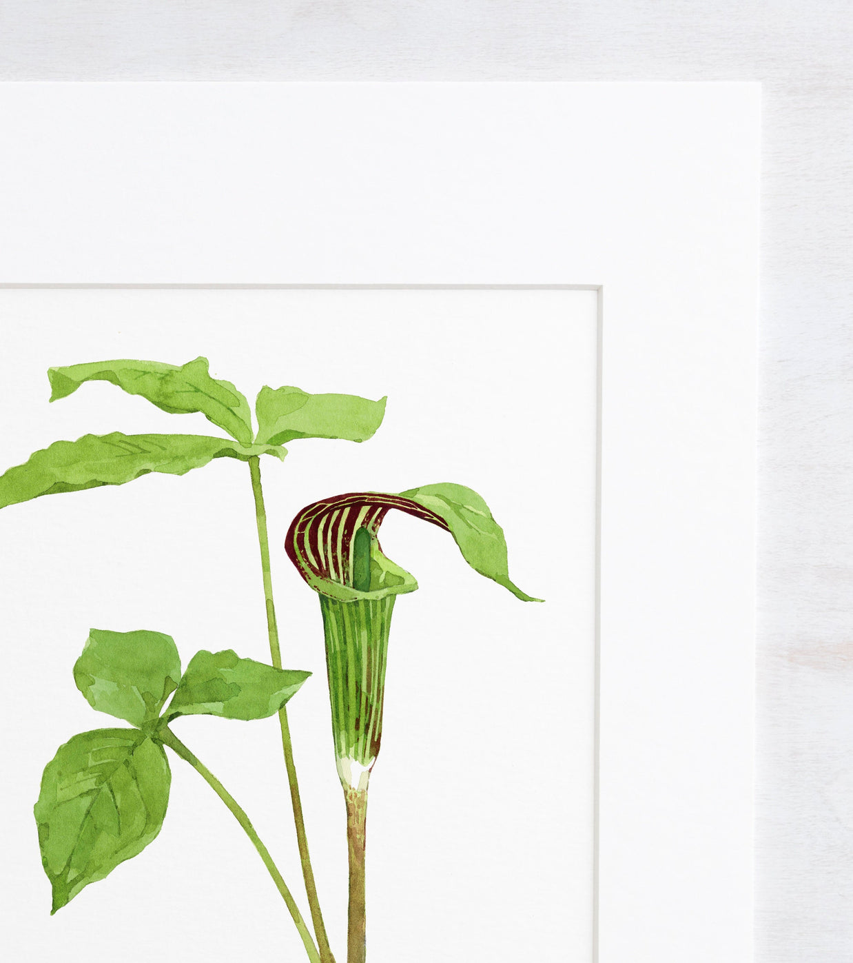 Jack in the Pulpit Print