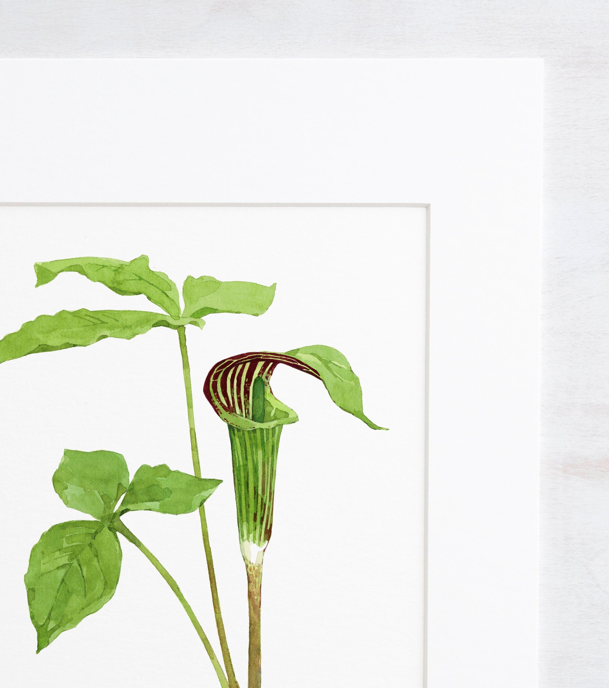 Jack in the Pulpit Print