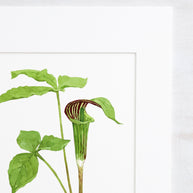 Jack in the Pulpit Print