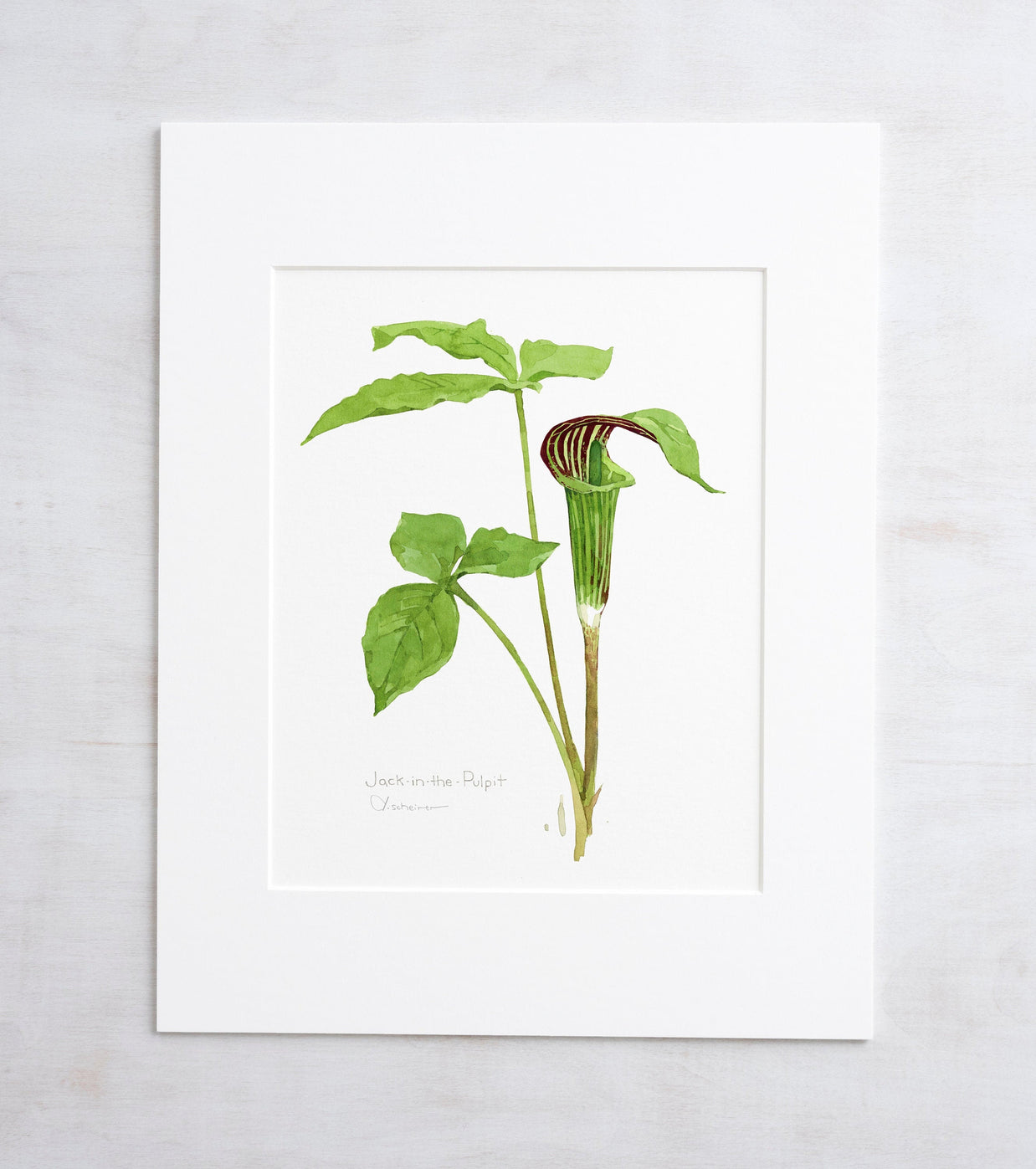 Jack in the Pulpit Print