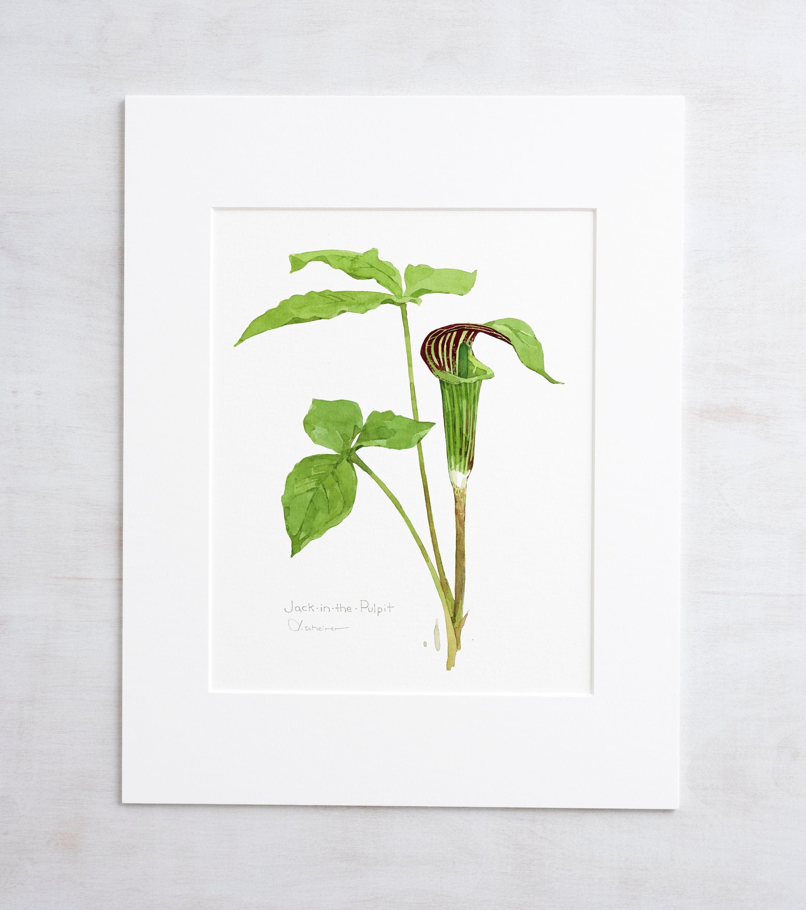 Jack in the Pulpit Print