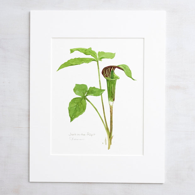 Jack in the Pulpit Print