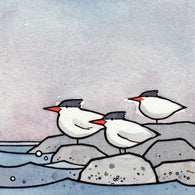 Terns Art Print
