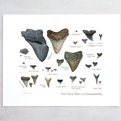 Illustrated Fossil Shark Teeth Chart