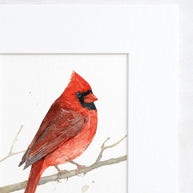 Male Cardinal on Branch