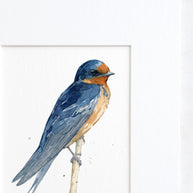 Barn Swallow Print
