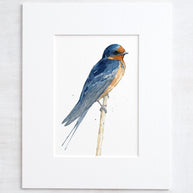 Barn Swallow Print