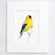 Goldfinch in Grass Print