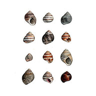 Periwinkle Shells Print