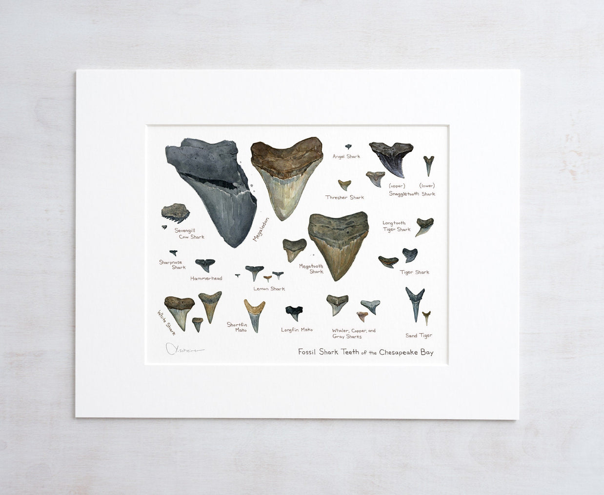 Illustrated Fossil Shark Teeth Chart