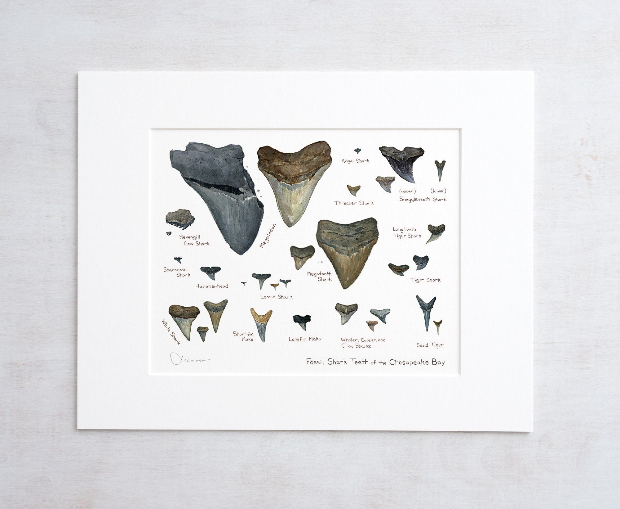 Illustrated Fossil Shark Teeth Chart