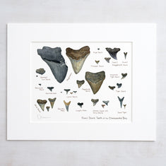 Illustrated Fossil Shark Teeth Chart