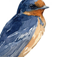 Barn Swallow Print