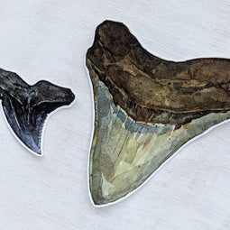 Shark Teeth Sticker Set