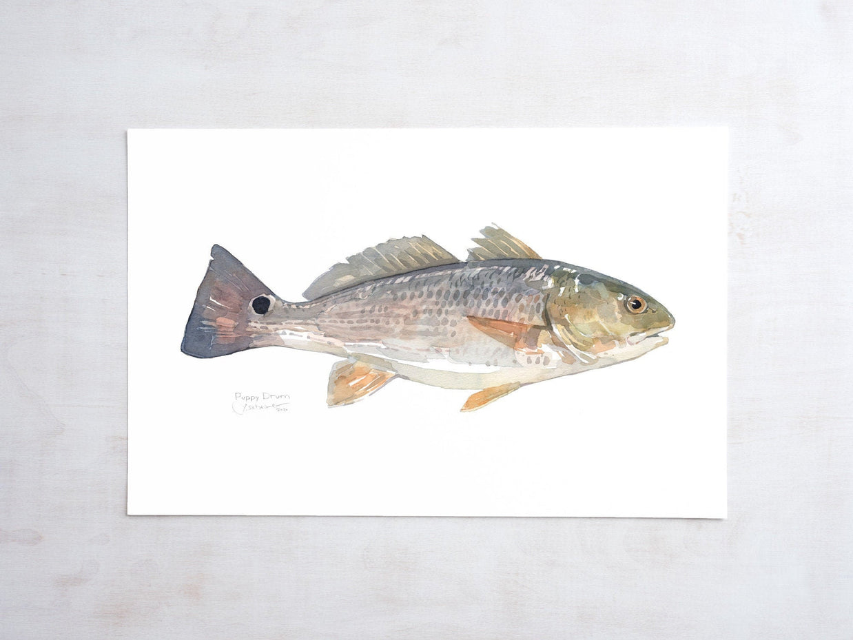 Red Drum Fish Print