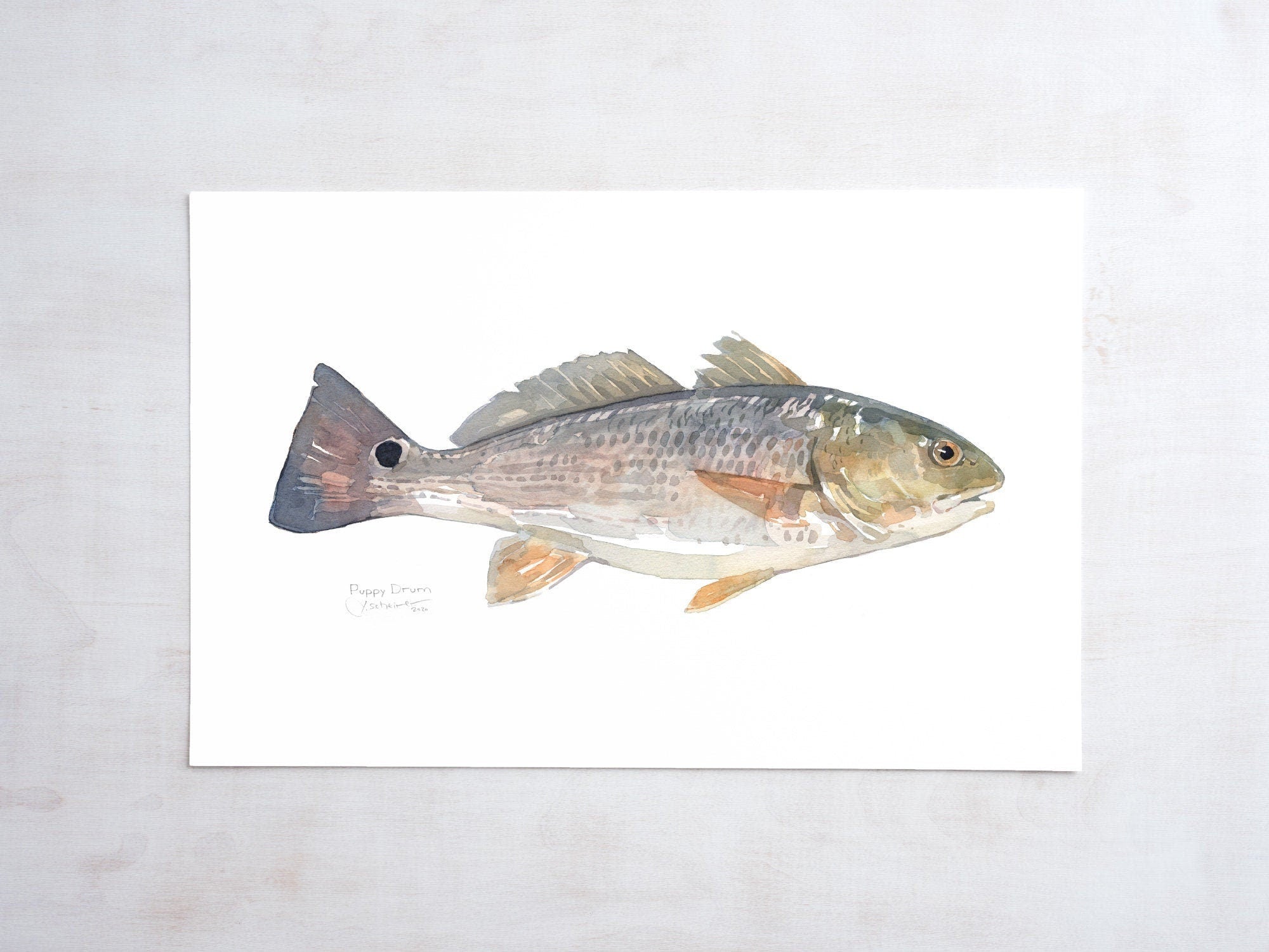 Red Drum Fish Print