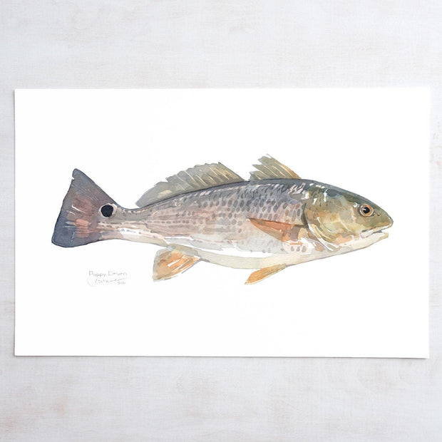 Red Drum Fish Print