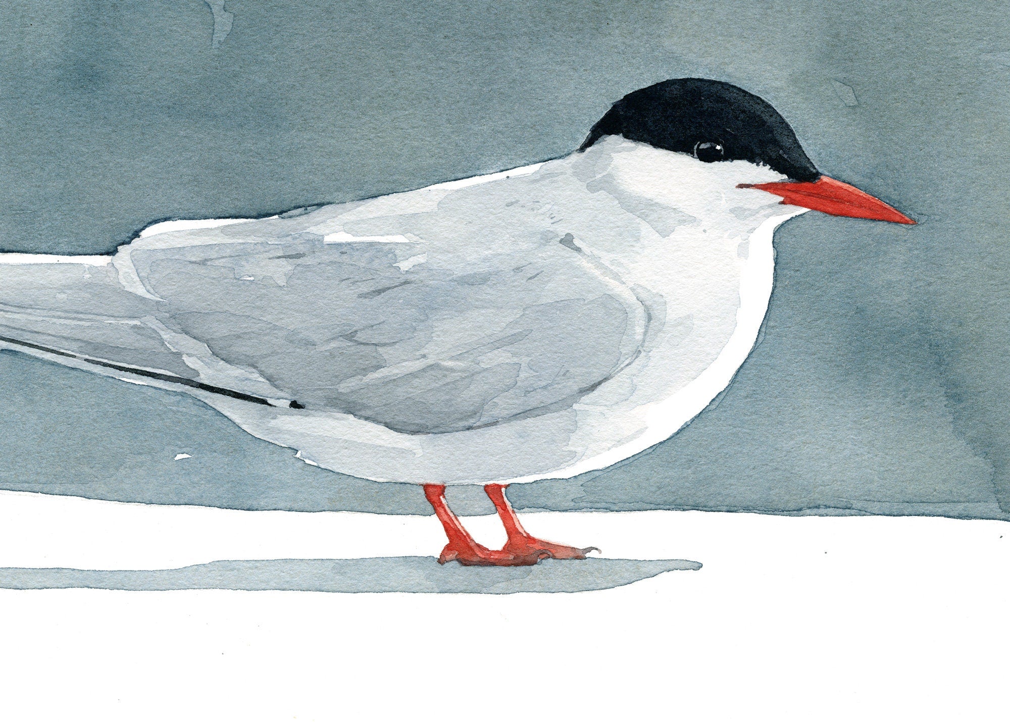 Arctic Tern Print