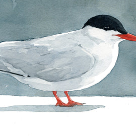 Arctic Tern Print
