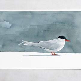 Arctic Tern Print