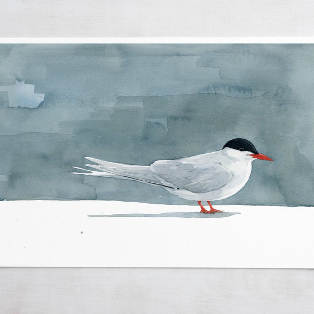 Arctic Tern Print