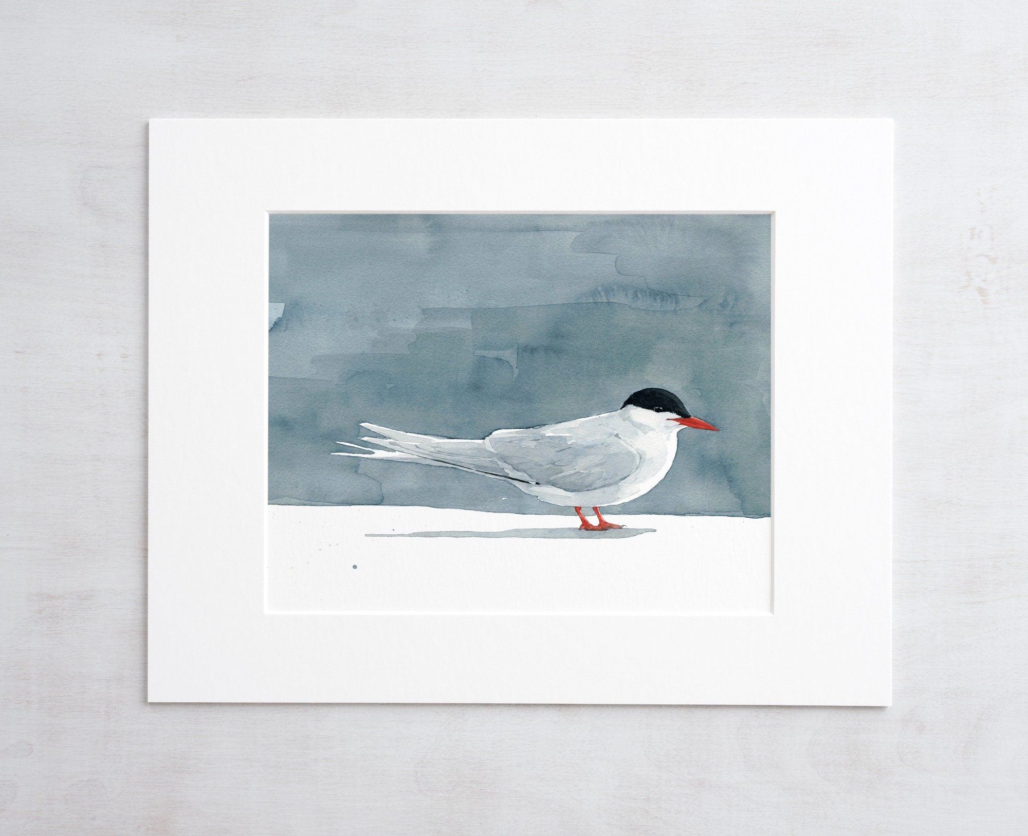 Arctic Tern Print
