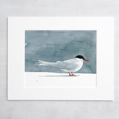 Arctic Tern Print