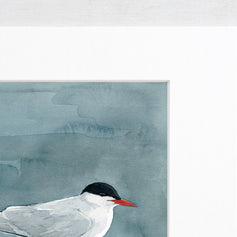 Arctic Tern Print