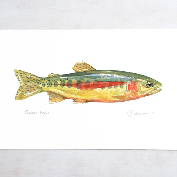Golden Trout Print: