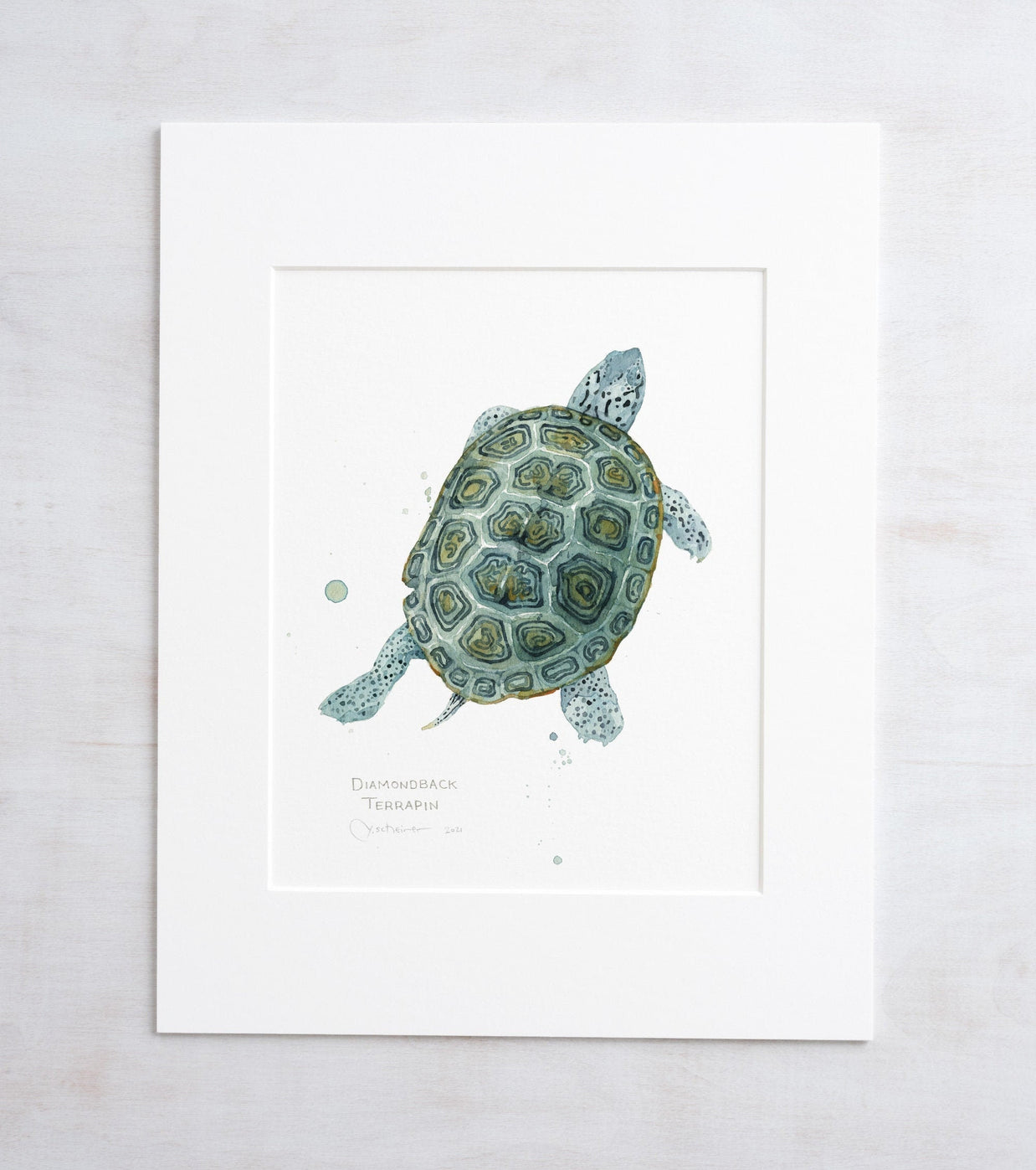 Diamondback Terrapin Art Print
