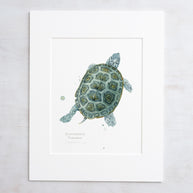 Diamondback Terrapin Art Print