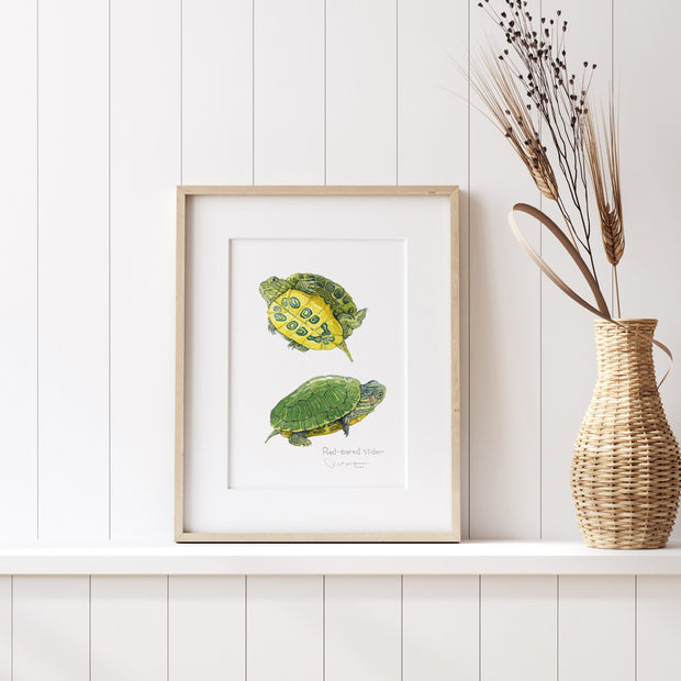 Baby Red-Eared Slider Print