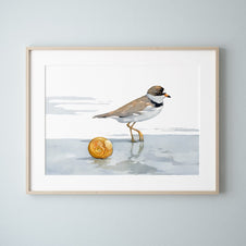 Semipalmated Plover Print
